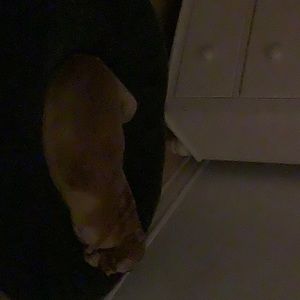 Meet your Posher, Louise